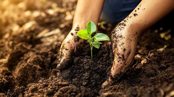 Two hands in the soil with small plant growth between.